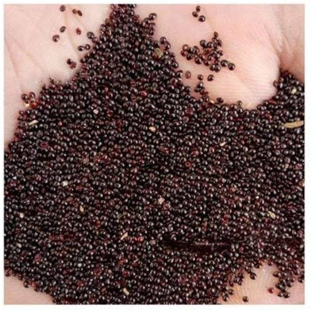 Red Willow amaranth plant grown from seeds with tall red stems and vibrant leafy growth